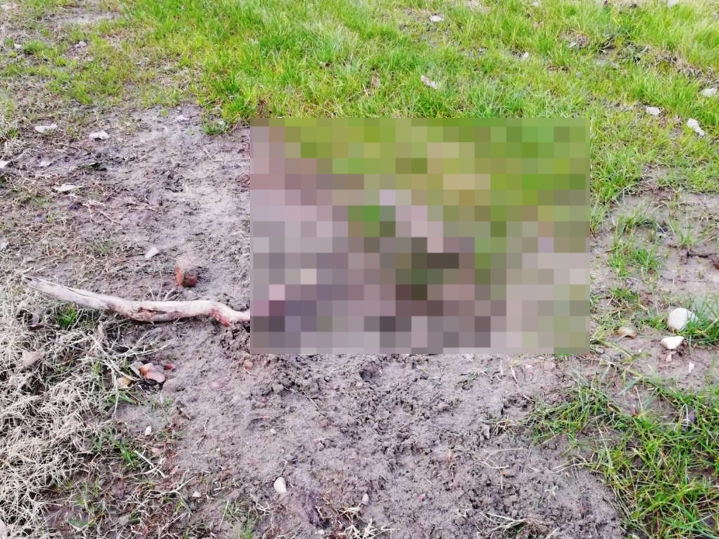 gatto ucciso petardi Isolotto Firenze