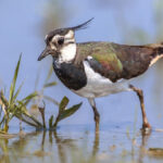 caccia Pavoncella Toscana