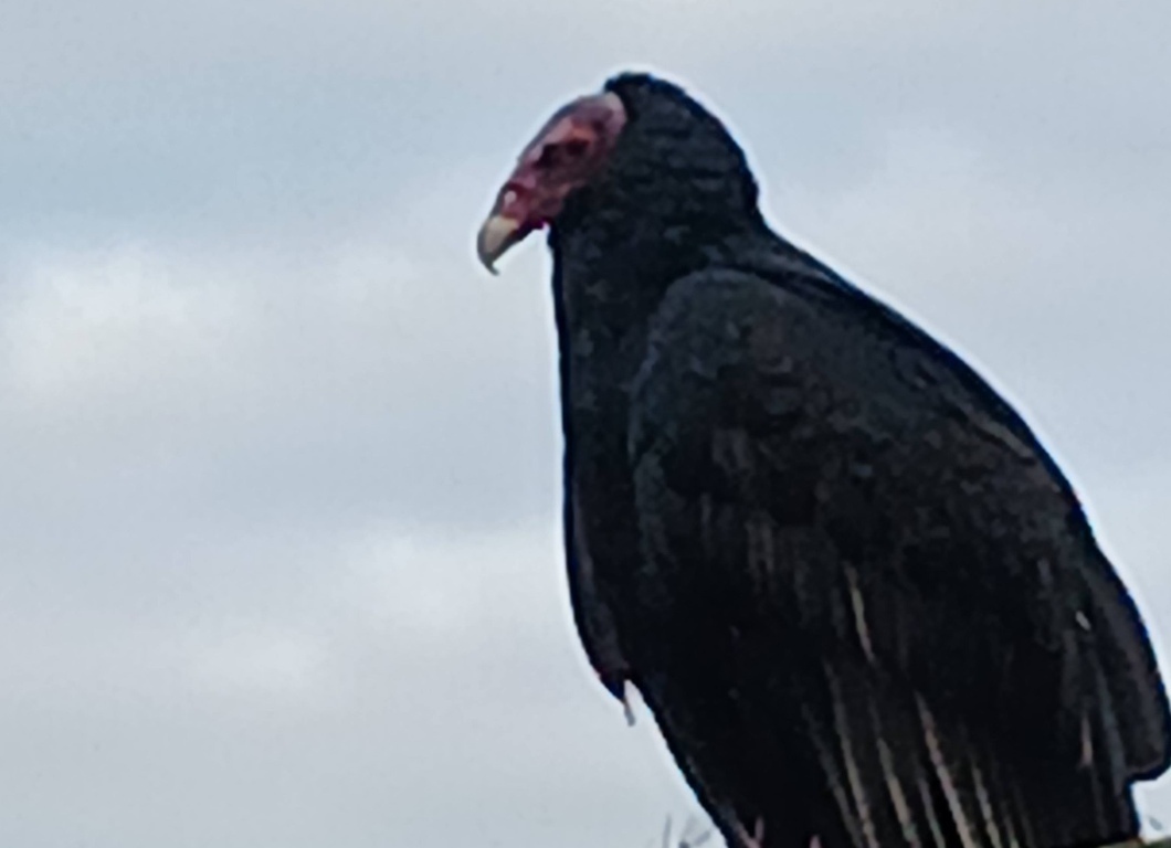 Avvoltoio Montespertoli