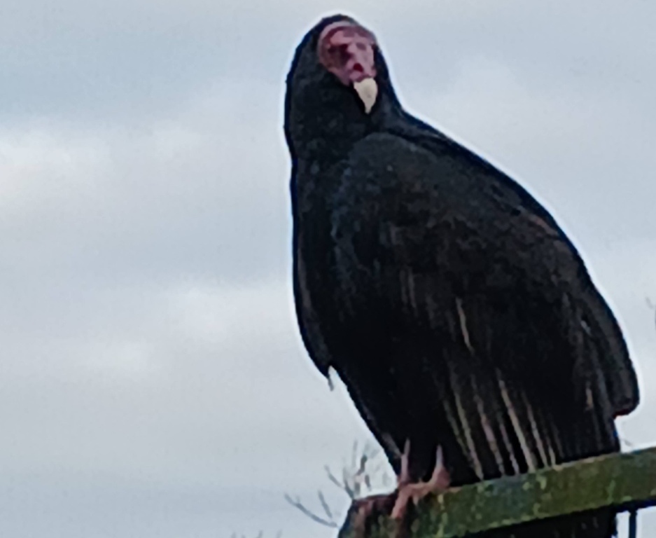 Franco_Avvoltoio_collorosso_Montspertoli_2