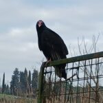 Avvoltoio Montespertoli