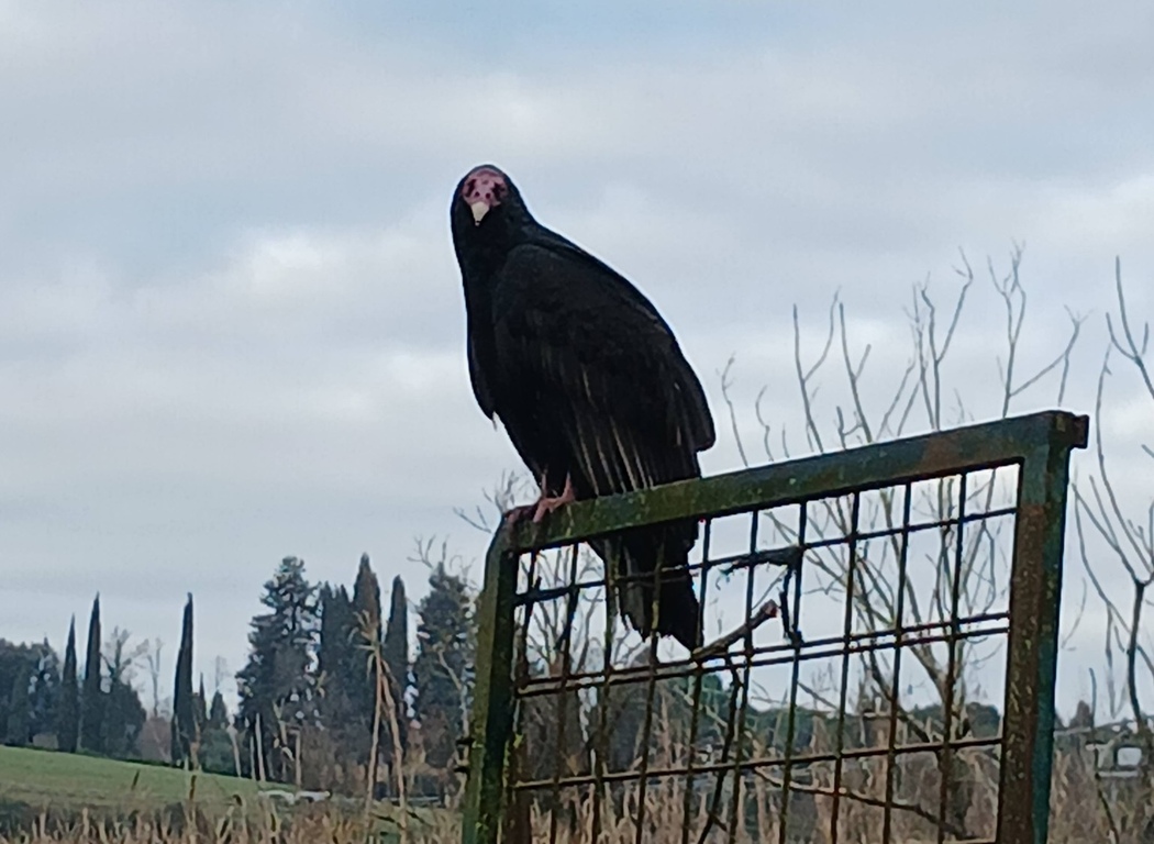 Avvoltoio Montespertoli