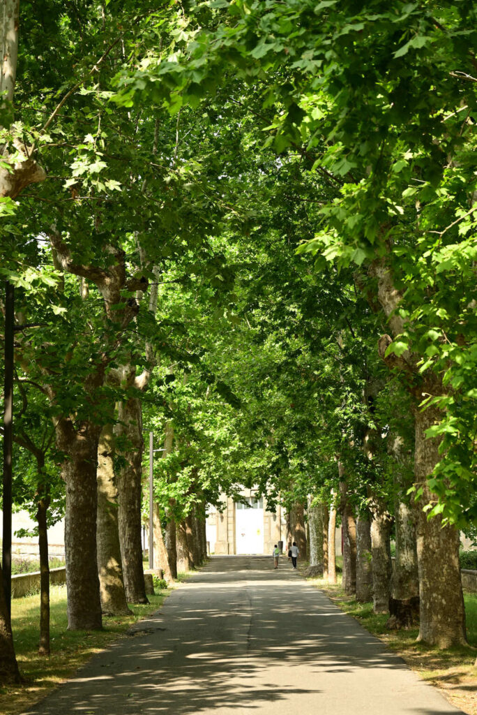 riforestazione urbana montelupo 180 nuovi alberi