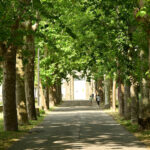 riforestazione urbana montelupo 180 nuovi alberi