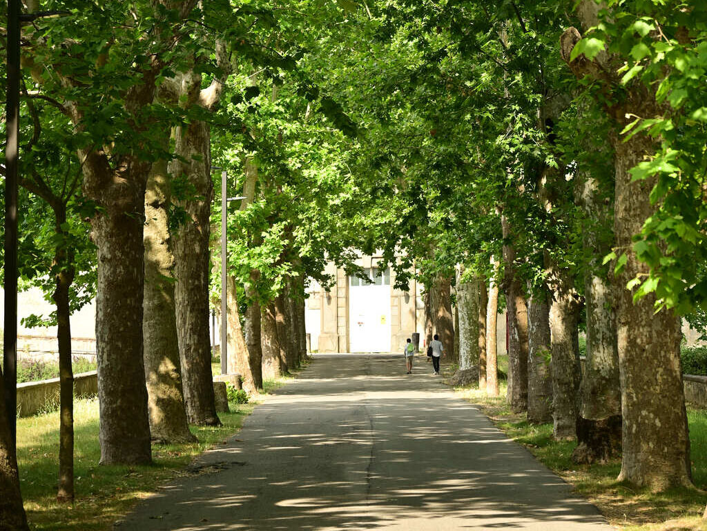riforestazione urbana montelupo 180 nuovi alberi