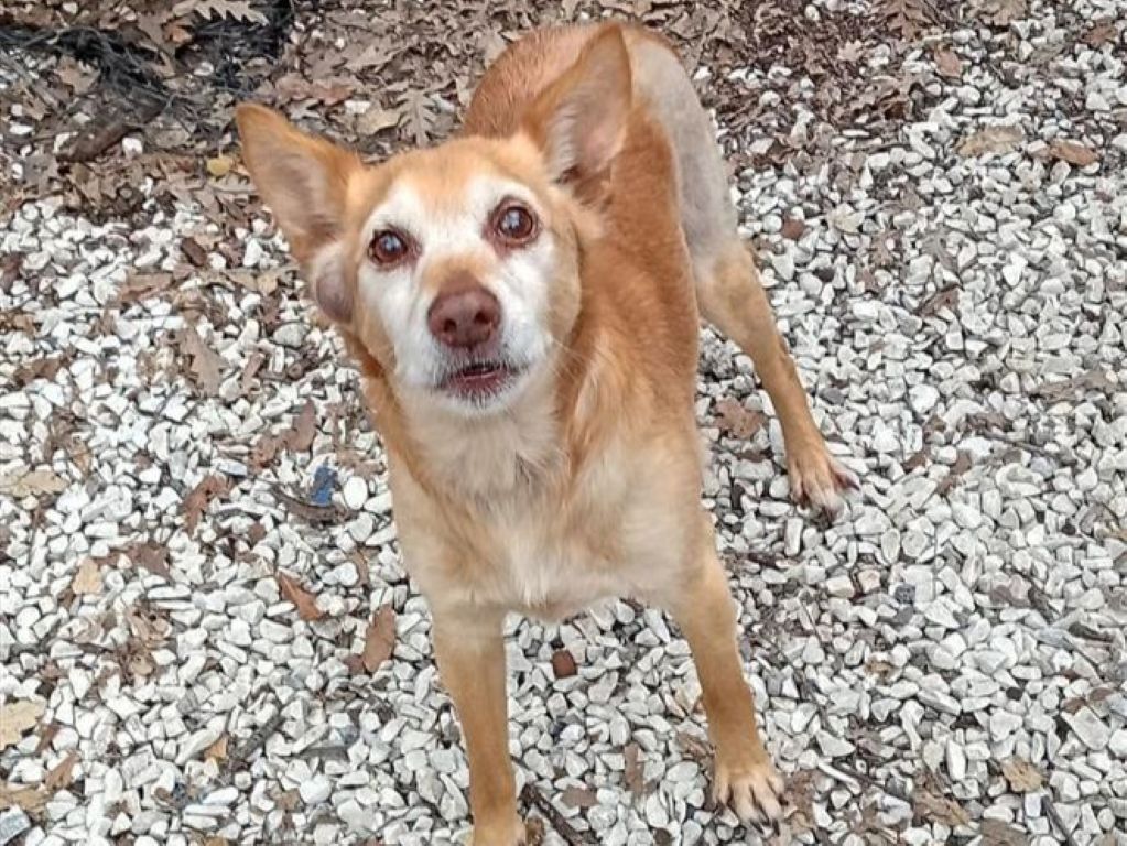 Livorno, il meticcio Nino cerca casa