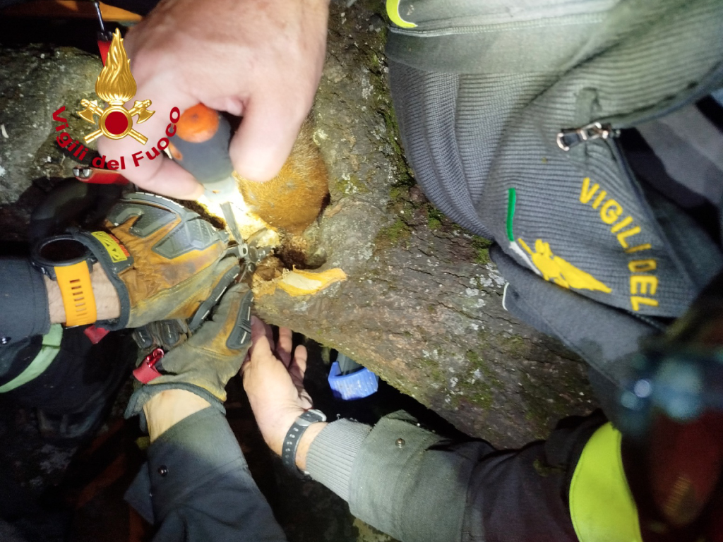 Scoiattolo resta incastrato nell’albero, lo salvano i Vigili del fuoco