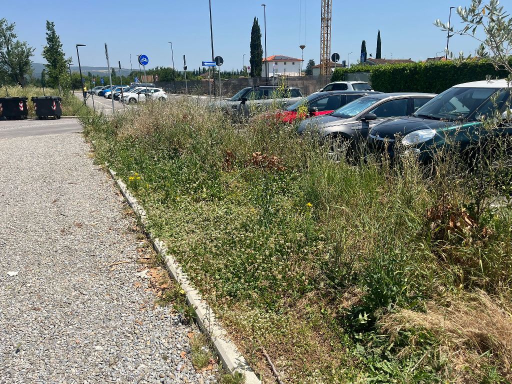 Degrado e incuria nell’area vicina alla scuola Jacopo Carrucci FdI (3)