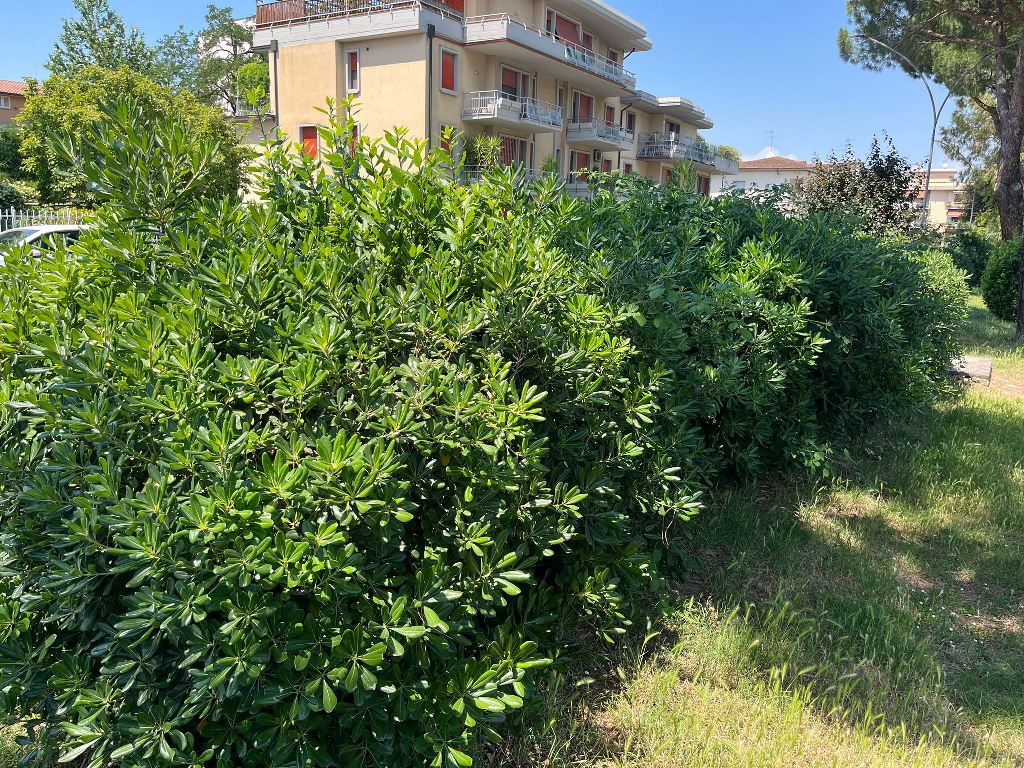 Piazza_Toscanini_Empoli_Interrogazione_Parlamentare (3)