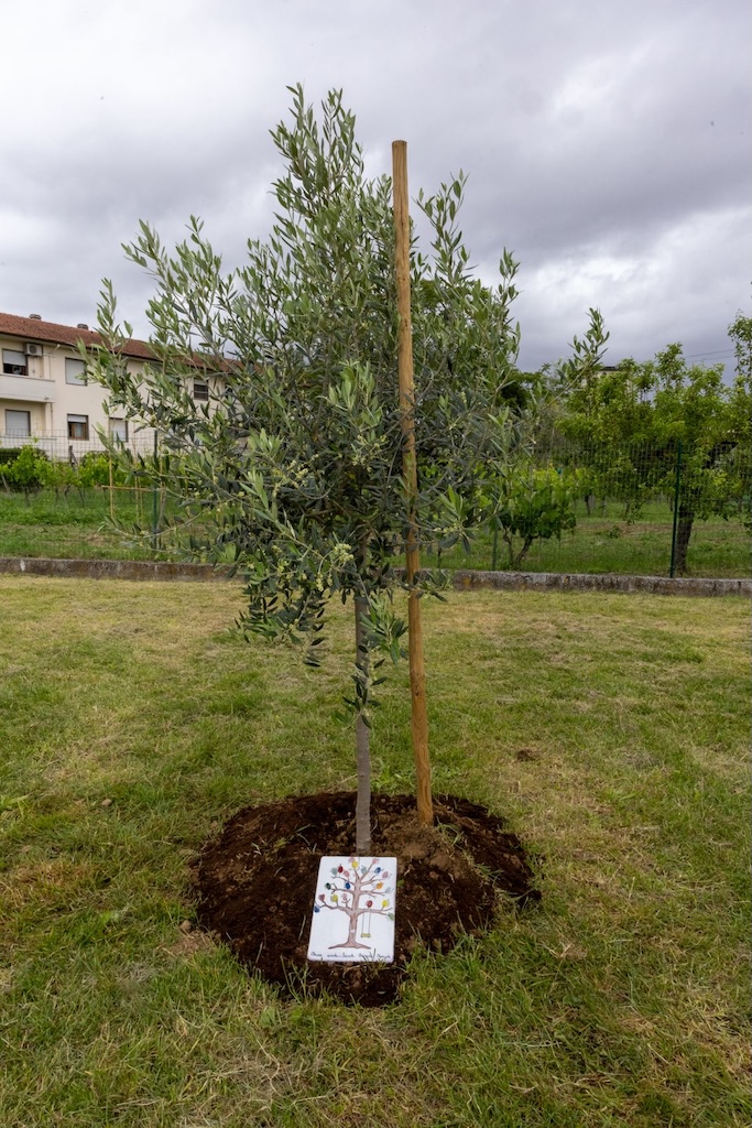 olivo con targa della classe