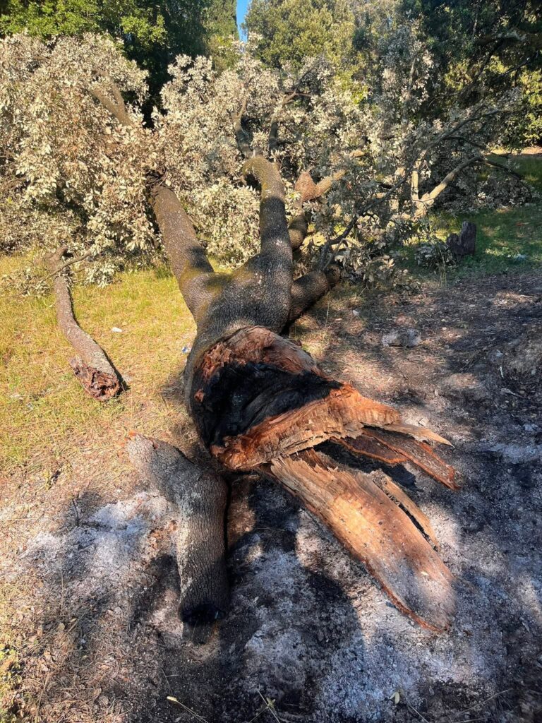 Leccio_Belmonte_Incendiato_Bagno_a_Ripoli1