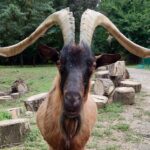 https://www.gonews.it/wp-content/uploads/2026/07/Caprone_Muschio_Rifugio_Chico_Mendes__4-e1785056645907-150x150.jpeg