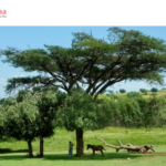 https://www.gonews.it/wp-content/uploads/2026/07/santanna-pisa-africa-150x150.png