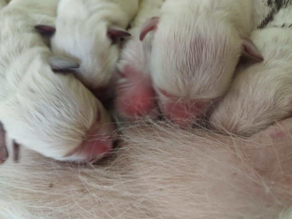 Undici cuccioli di Labrador cercano famiglia: diventeranno cani guida