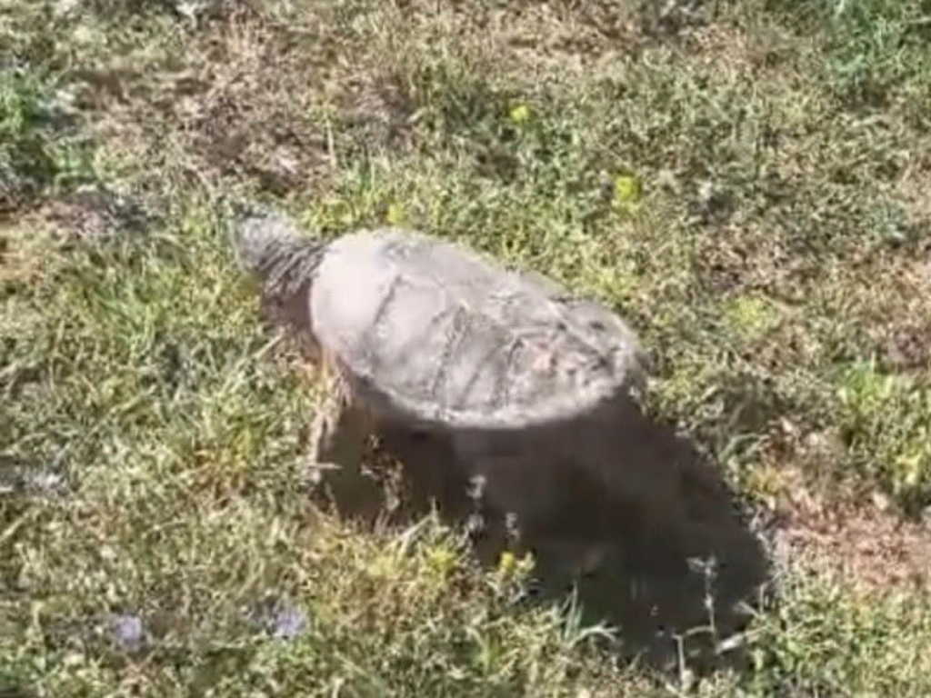 Tartaruga azzannatrice avvistata a Fucecchio: scatta l'allerta del Comune