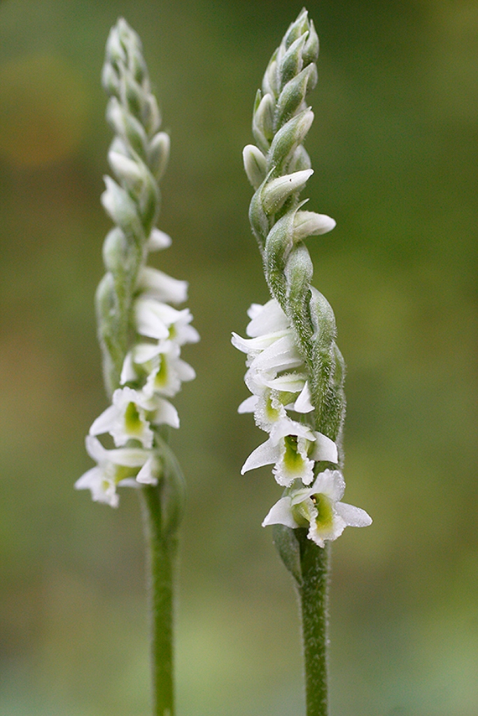 Spiranthes spiralis (foto Paolo Caciagli)