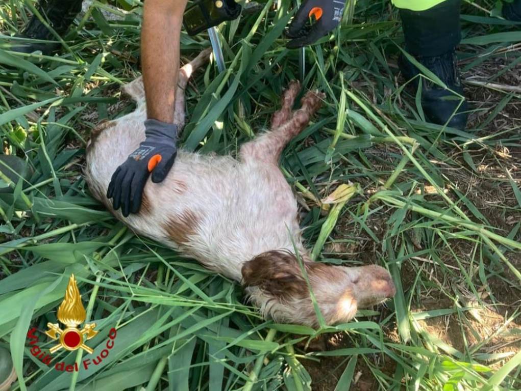 Cane cade in un pozzo a Livorno, salvato dai vigili del fuoco