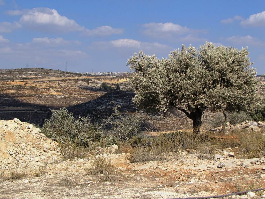 olivicoltori_per_la_palestina_impruneta (2)
