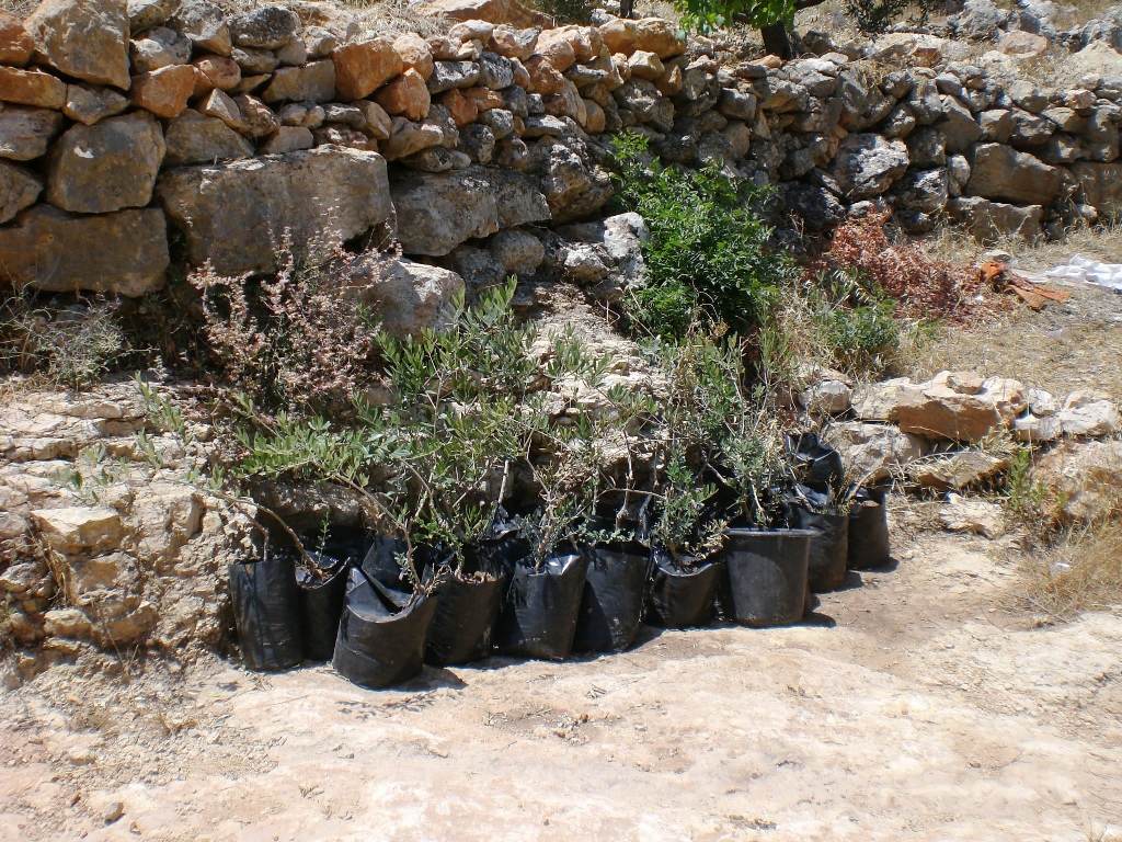 olivicoltori_per_la_palestina_impruneta (4)